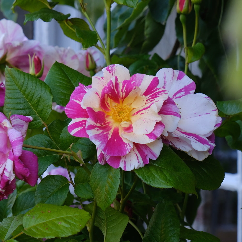 The King's Rose