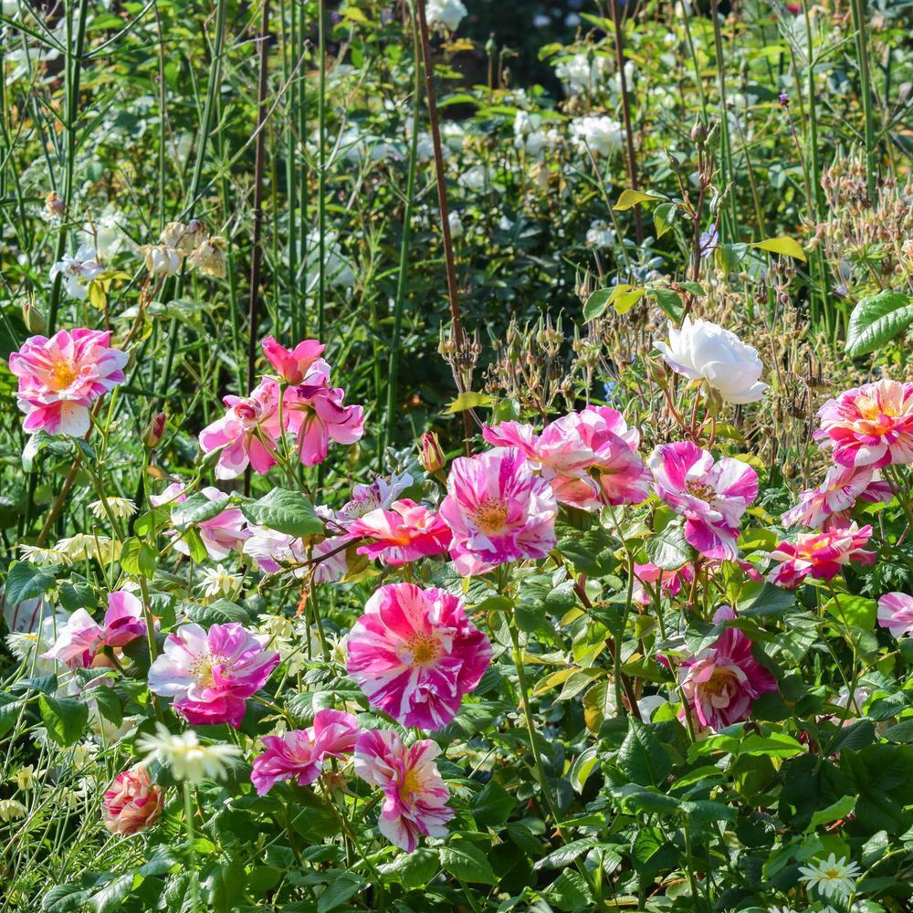 The King's Rose
