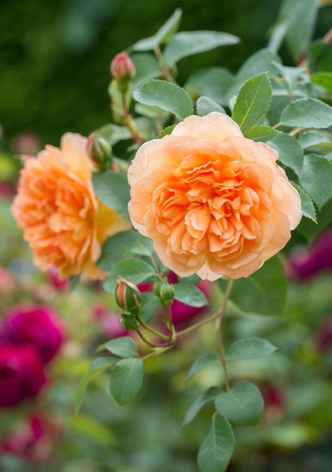 Dame_Judi_Dench apricot shrub rose bred by David Austin
