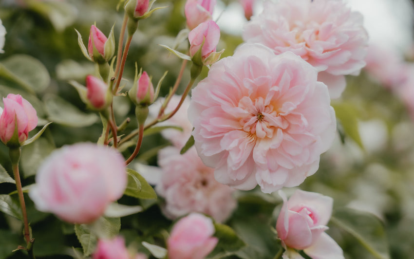 Elizabeth pink shrub rose bred by David Austin