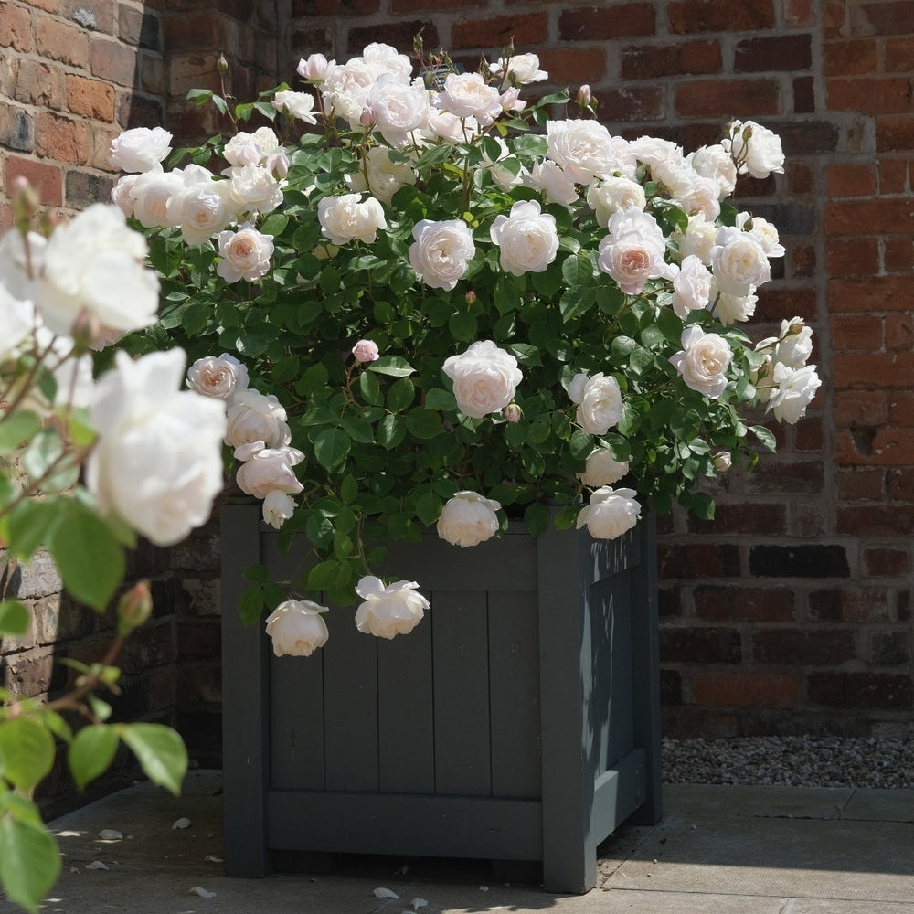Desdemona white rose bred by David Austin in a pot