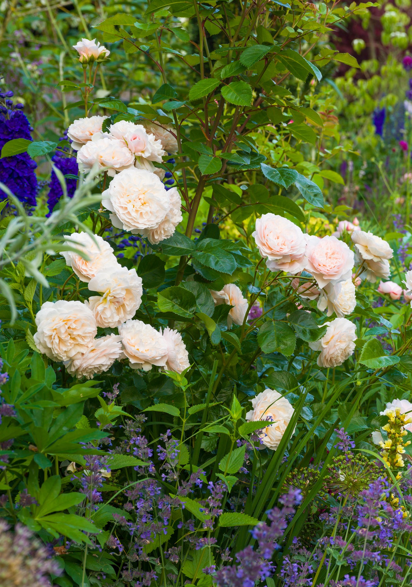 Rosa_Emily_Bronte English rose bred by David Austin