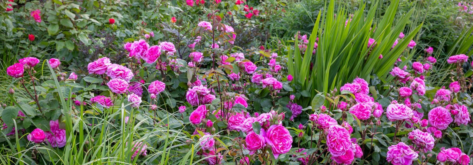 Gertrude_Jekyll by David Austin in a border with grasses