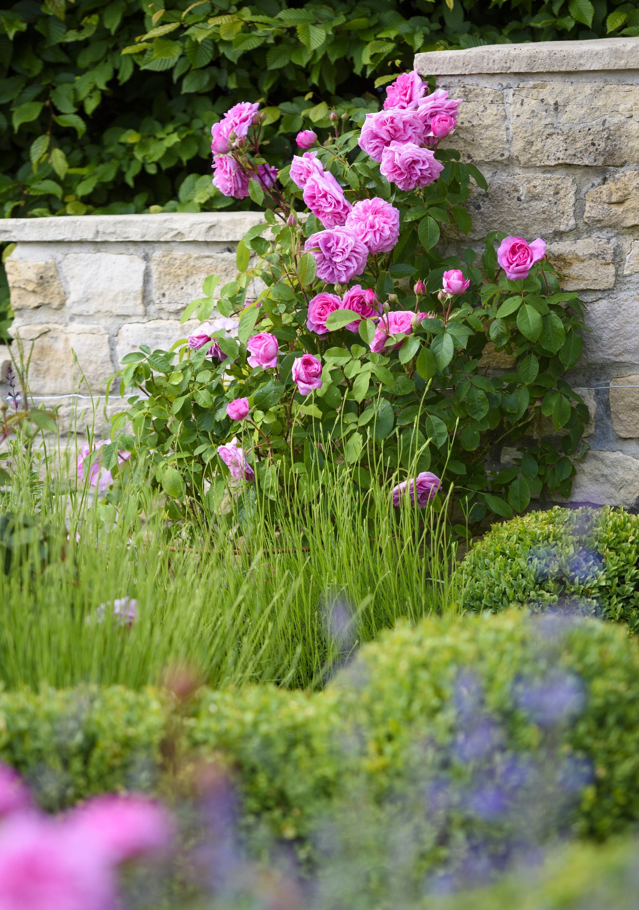 Gertrude Jekyll pink English rose bred by David Austin climbing up a wall