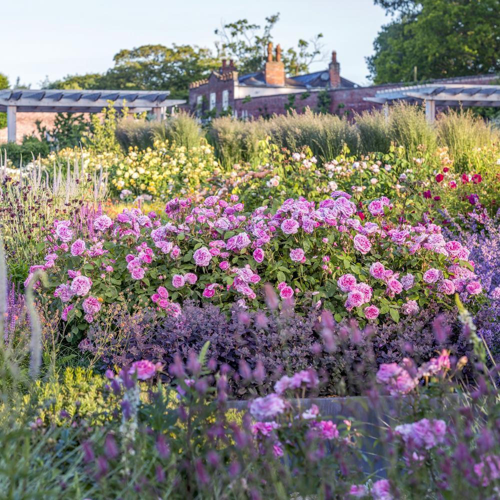Gertrude Jekyll pink English rose bred by David Austin in a boarder