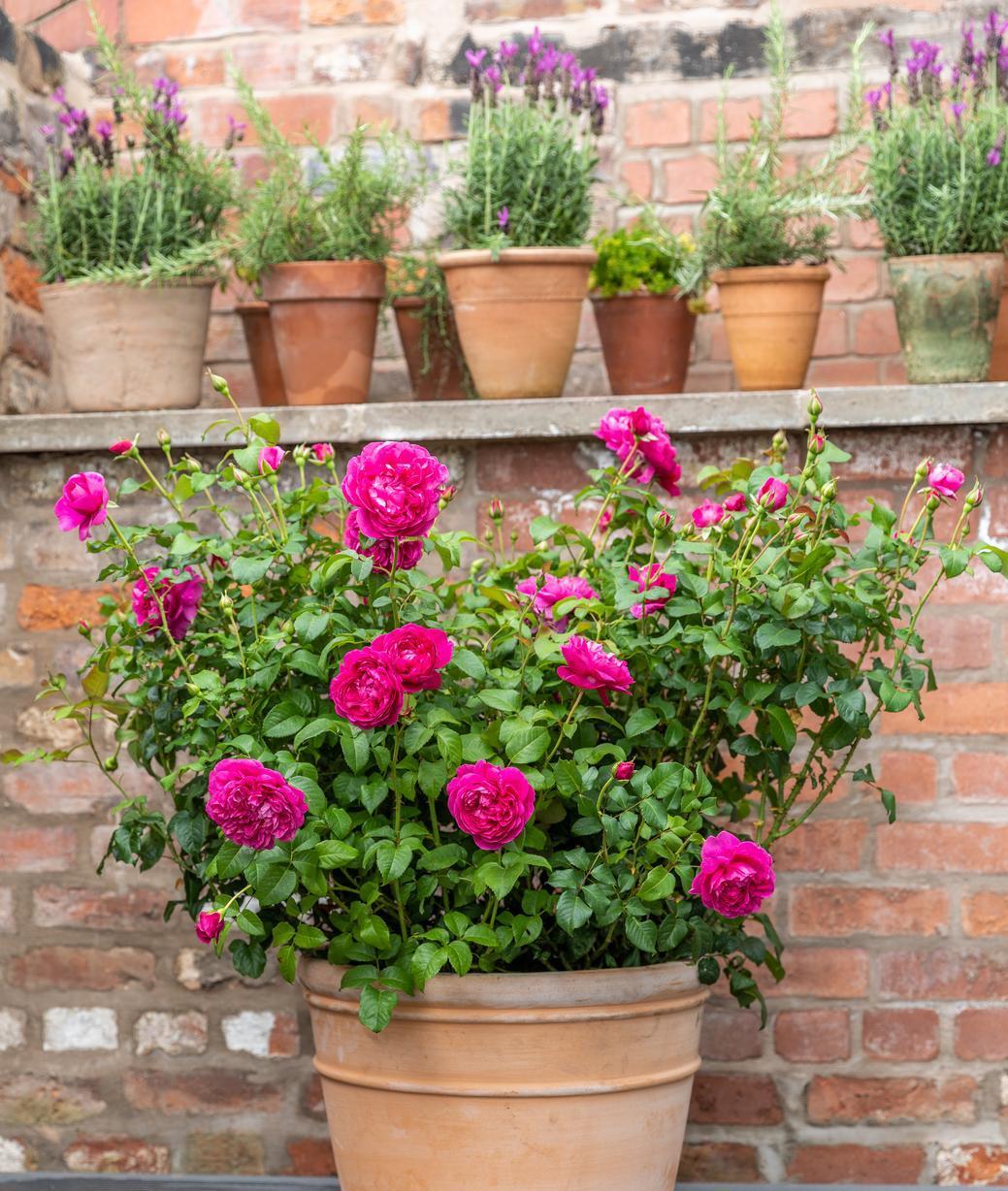 James L. Austin rose bred by David Austin in a pot