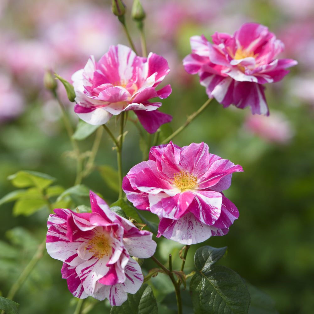 The King's Rose