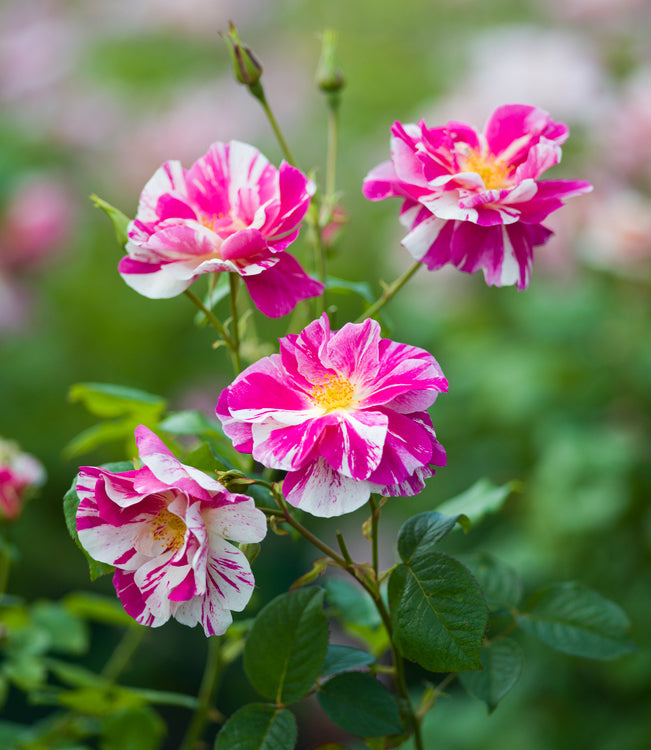 The King's rose, white and pink stripe, bred by David Austin roses