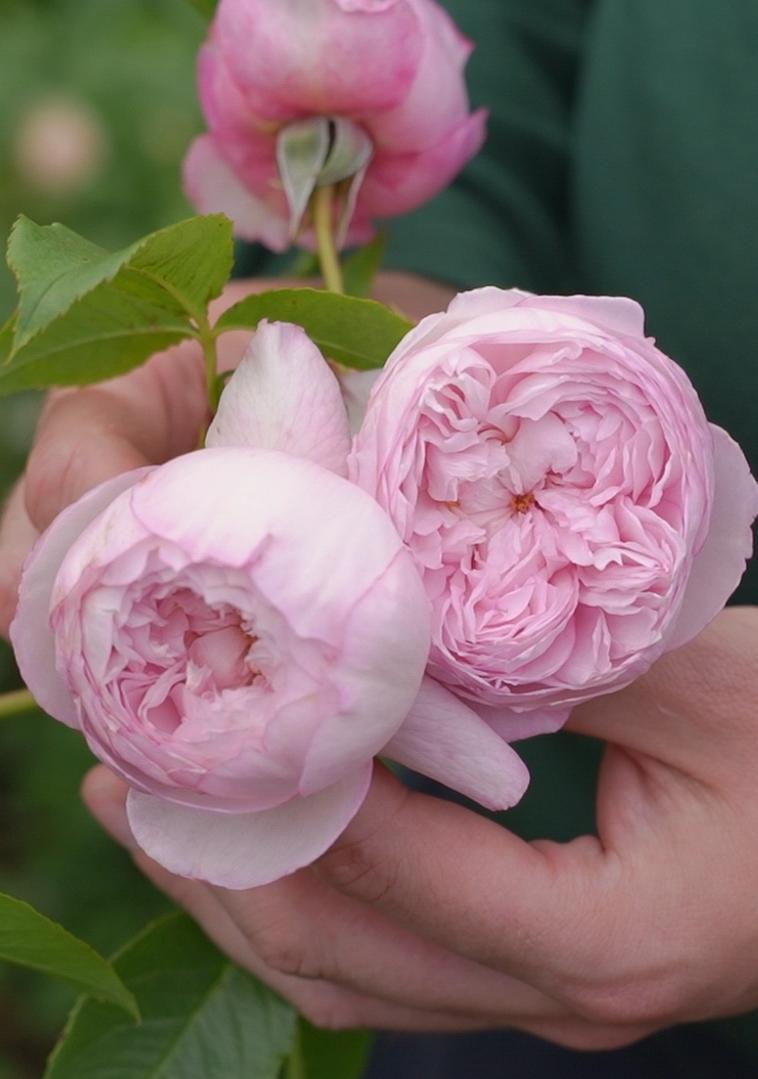 Mill on the floss a pink shrub rose bred by David Austin