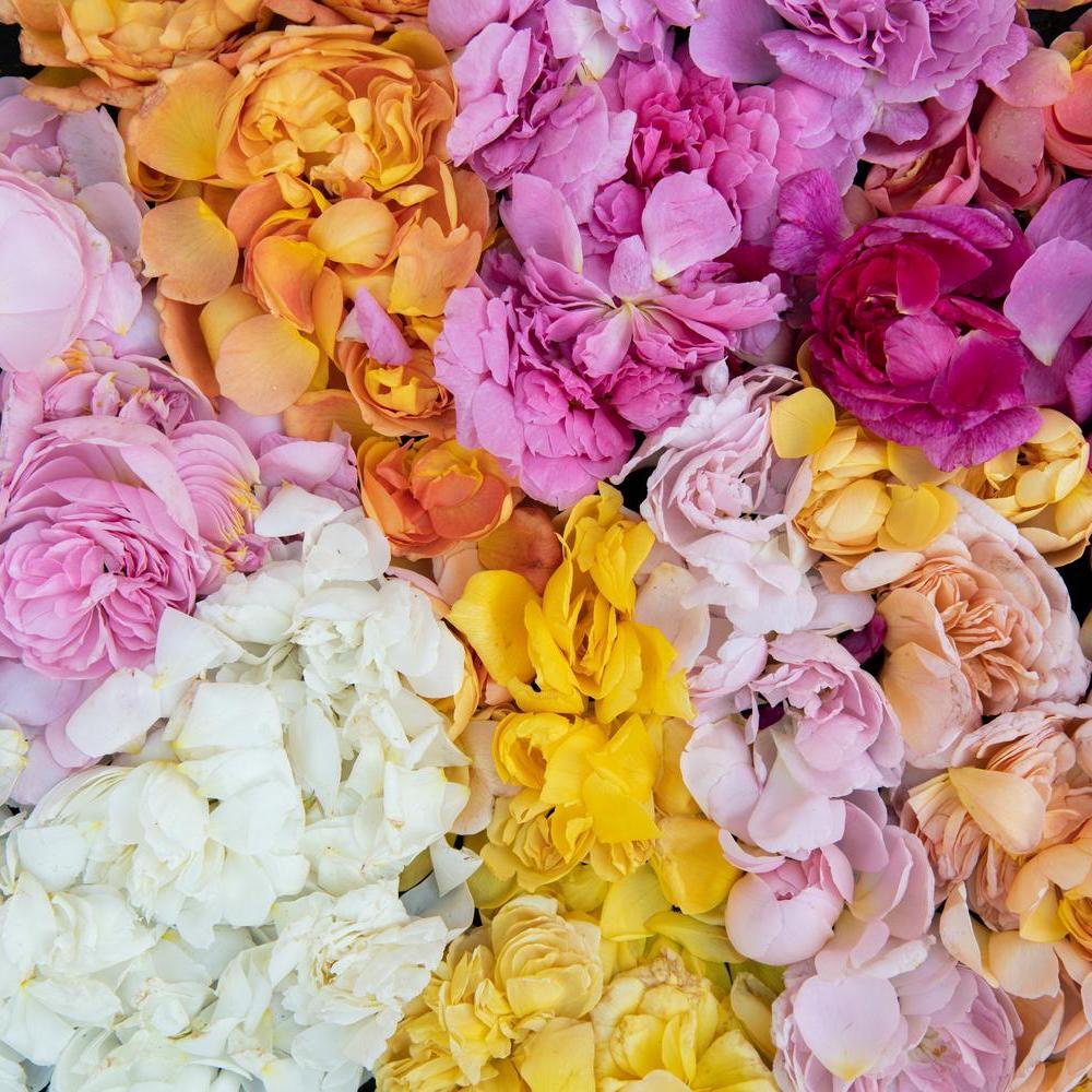 David Austin rose gardens mixed borders with petals on the ground