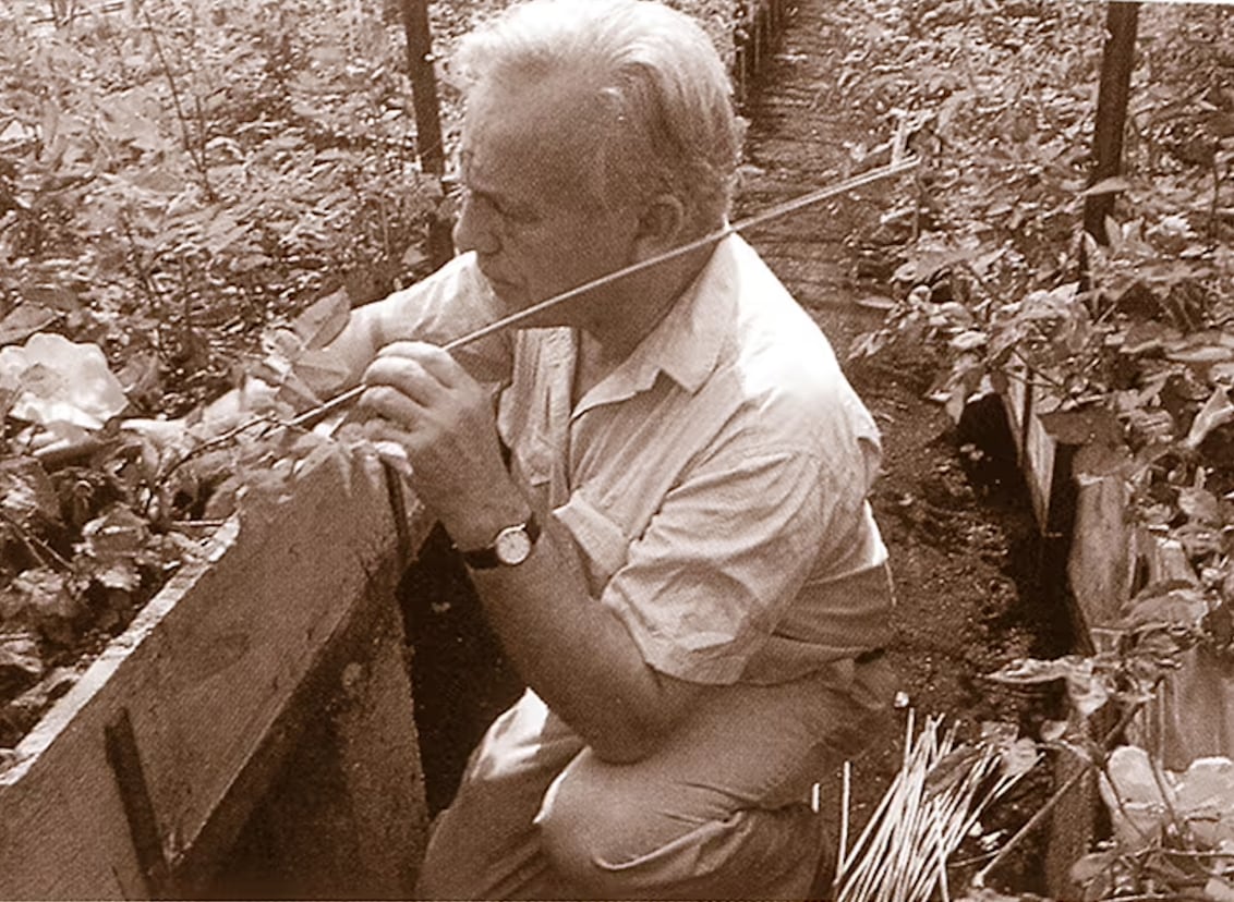 David C. H. Austin breeding roses