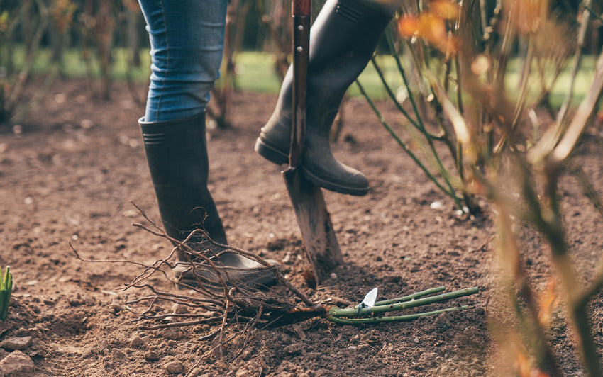 A person stood next to a bare root rose bred by David Austin with a spade in the ground