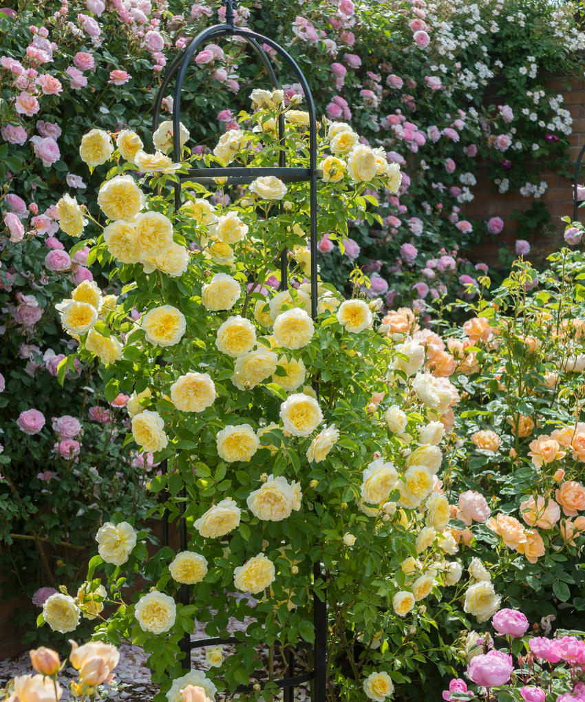The_Pilgrim yellow rose bred by David Austin growing up a obelisk