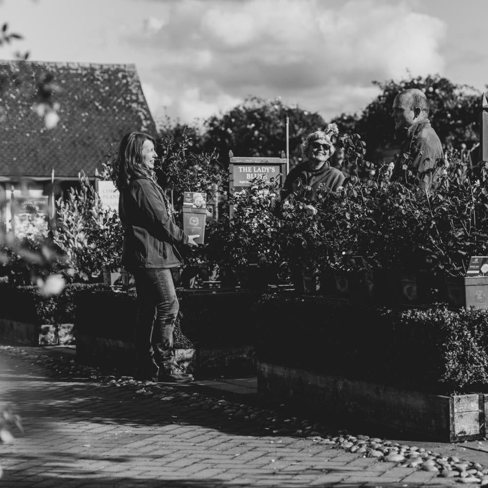 People working in the plant centre at David Austin Roses