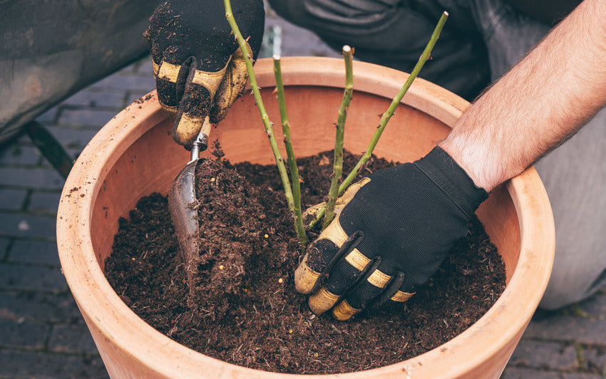 Bare root rose in a pot whilst a person shovels in soil