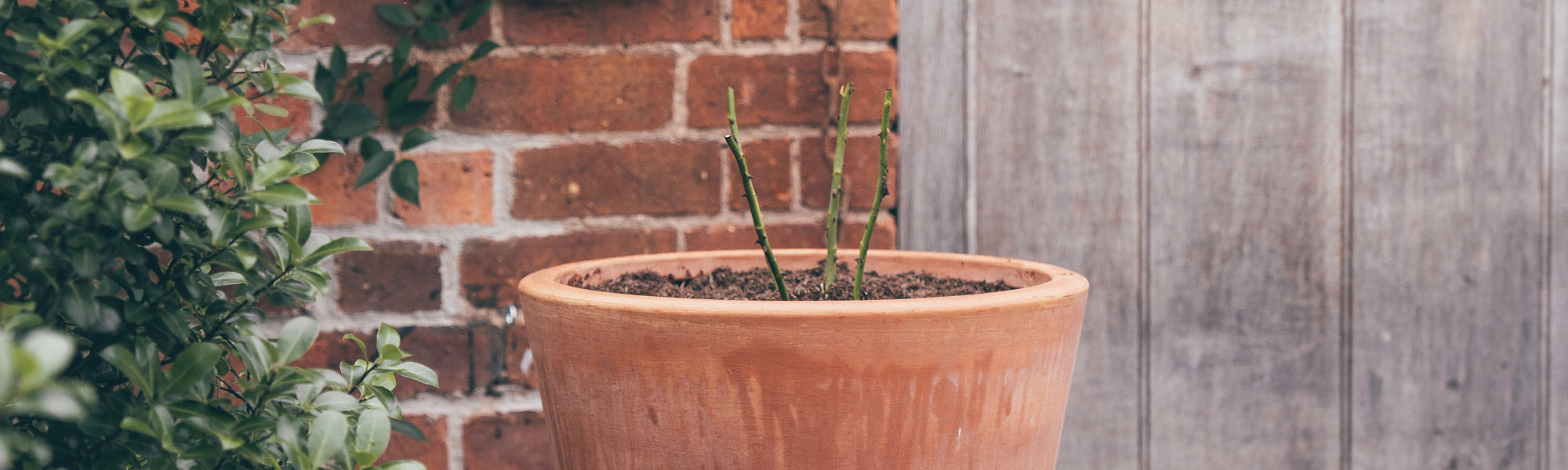 Bare root rose planting in a pot