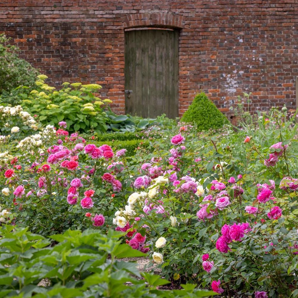 English roses in a mixed border