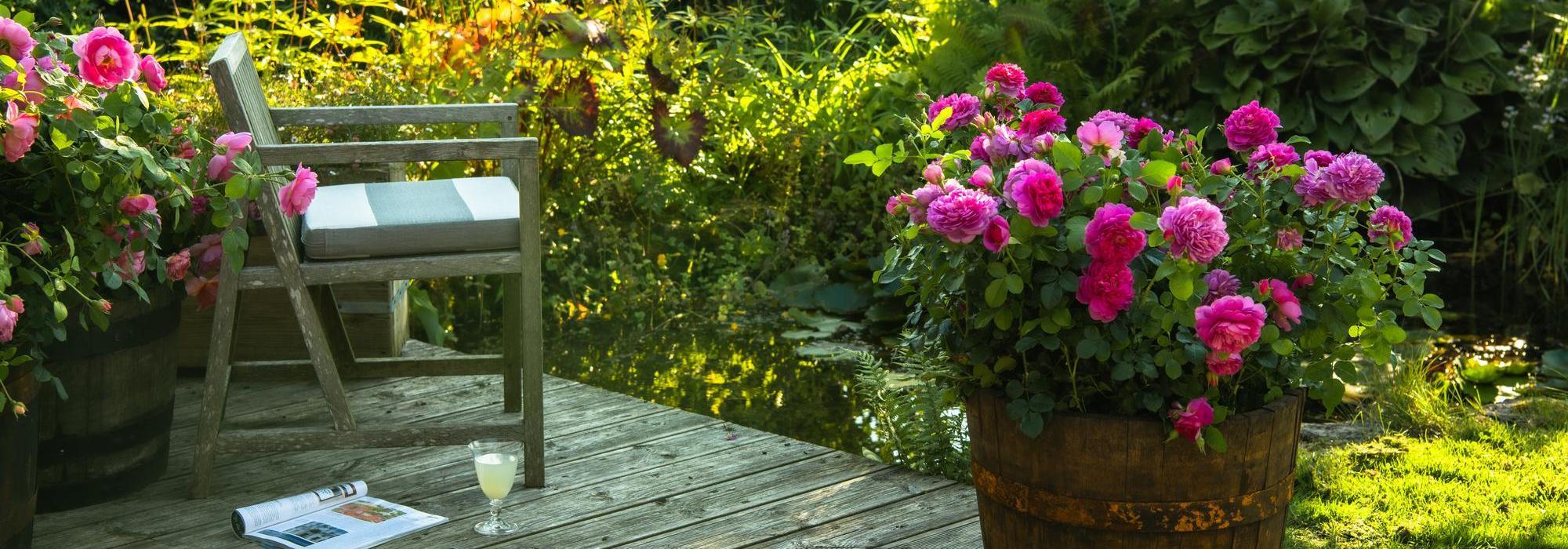 Princess Anne pink rose bred by David Austin in a pot