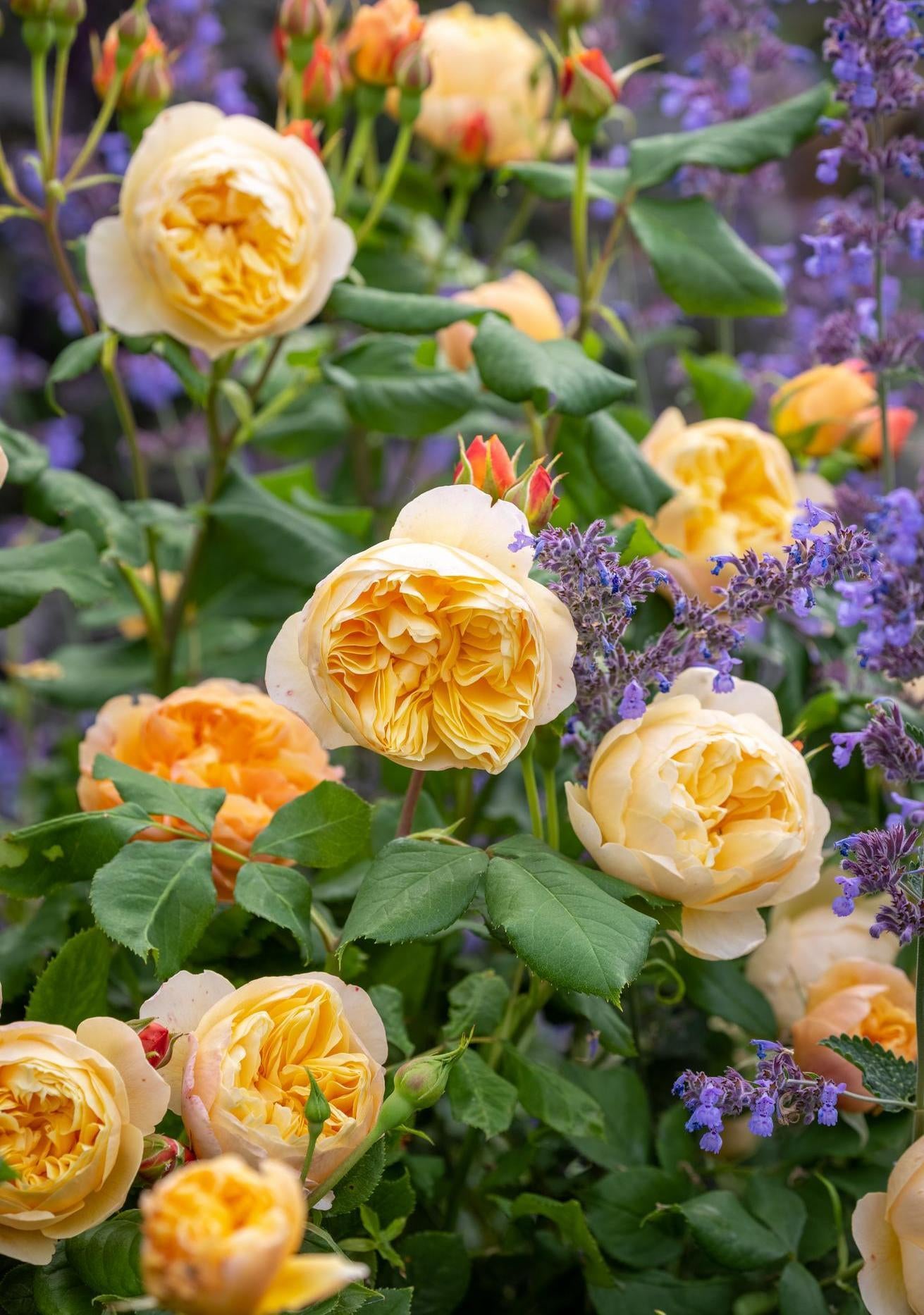 Roald_Dahl_with purple companion plant
