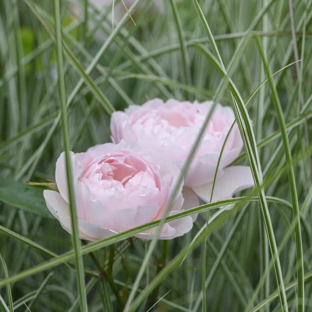 Rosa_Gentle_Hermione_and_Miscanthus_sinensis_Morning_Light_