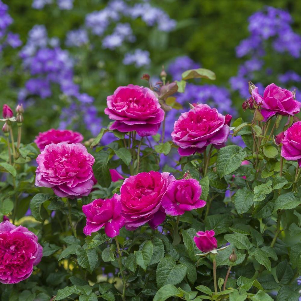 James L. Austin rose bred by David Austin