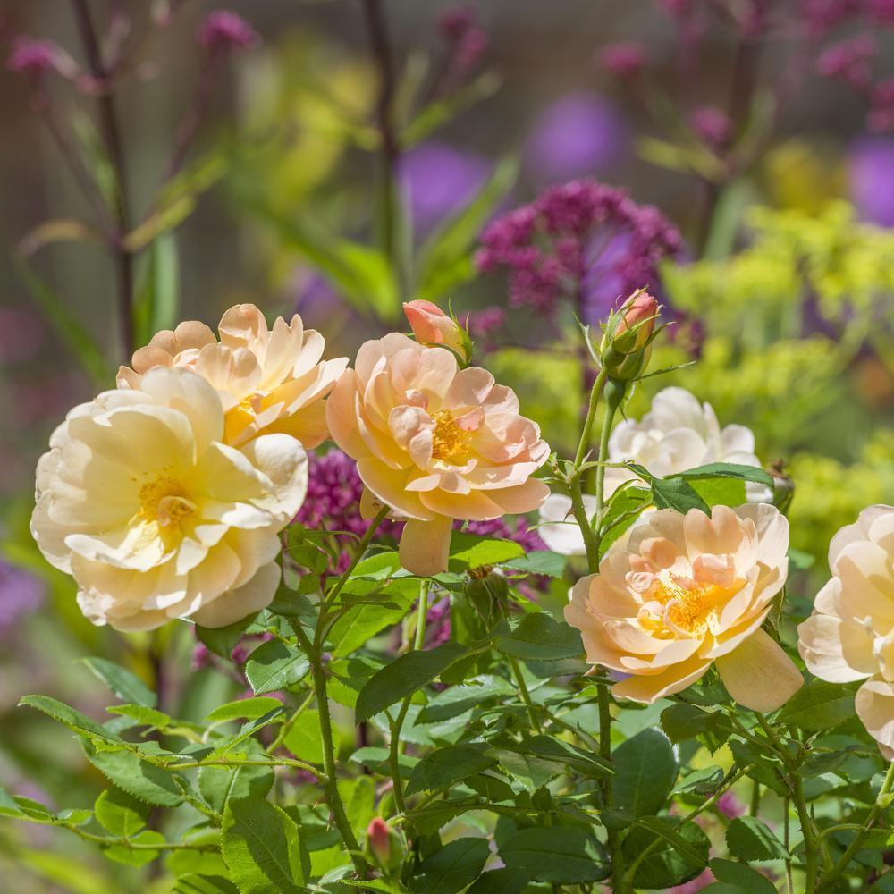 Image of The Lark Ascending, English rose by David Austin Roses.