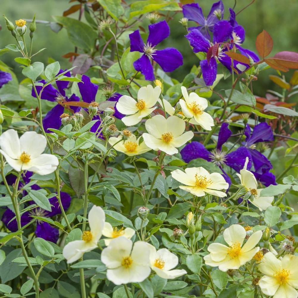 Rosa_Tottering-by-Gently_and_clematis