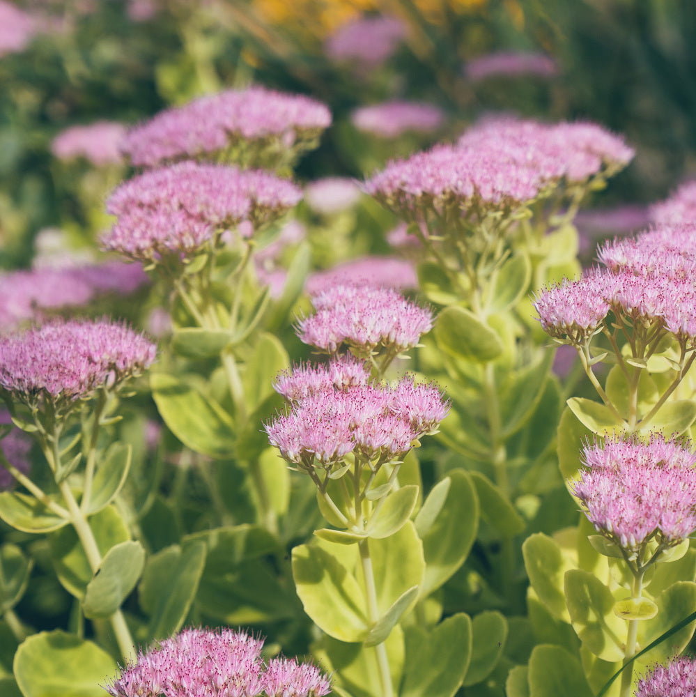 Pink Sedum_spectabile_Brilliant companion plant