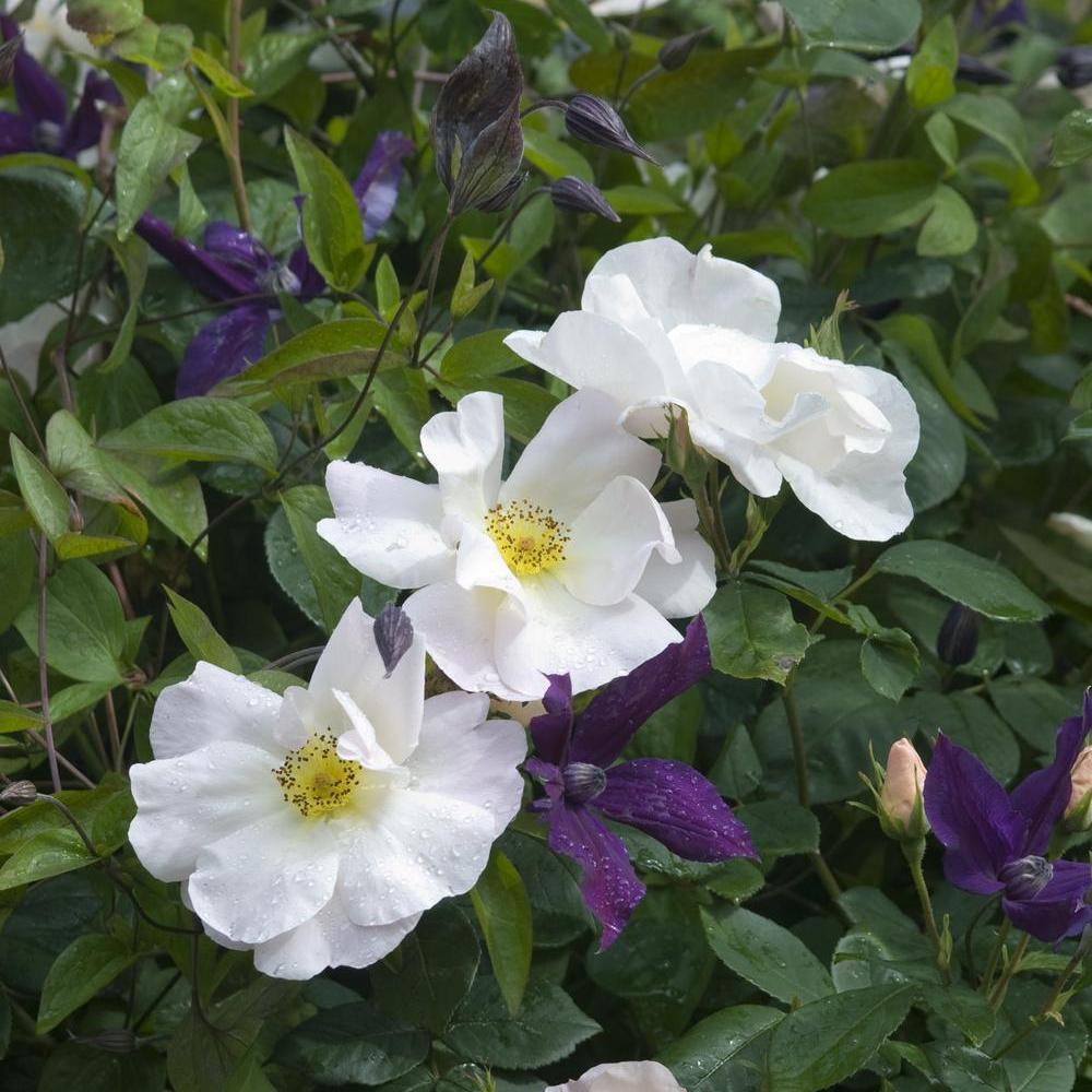Rosa Shropshire_Lass_and_Clematis