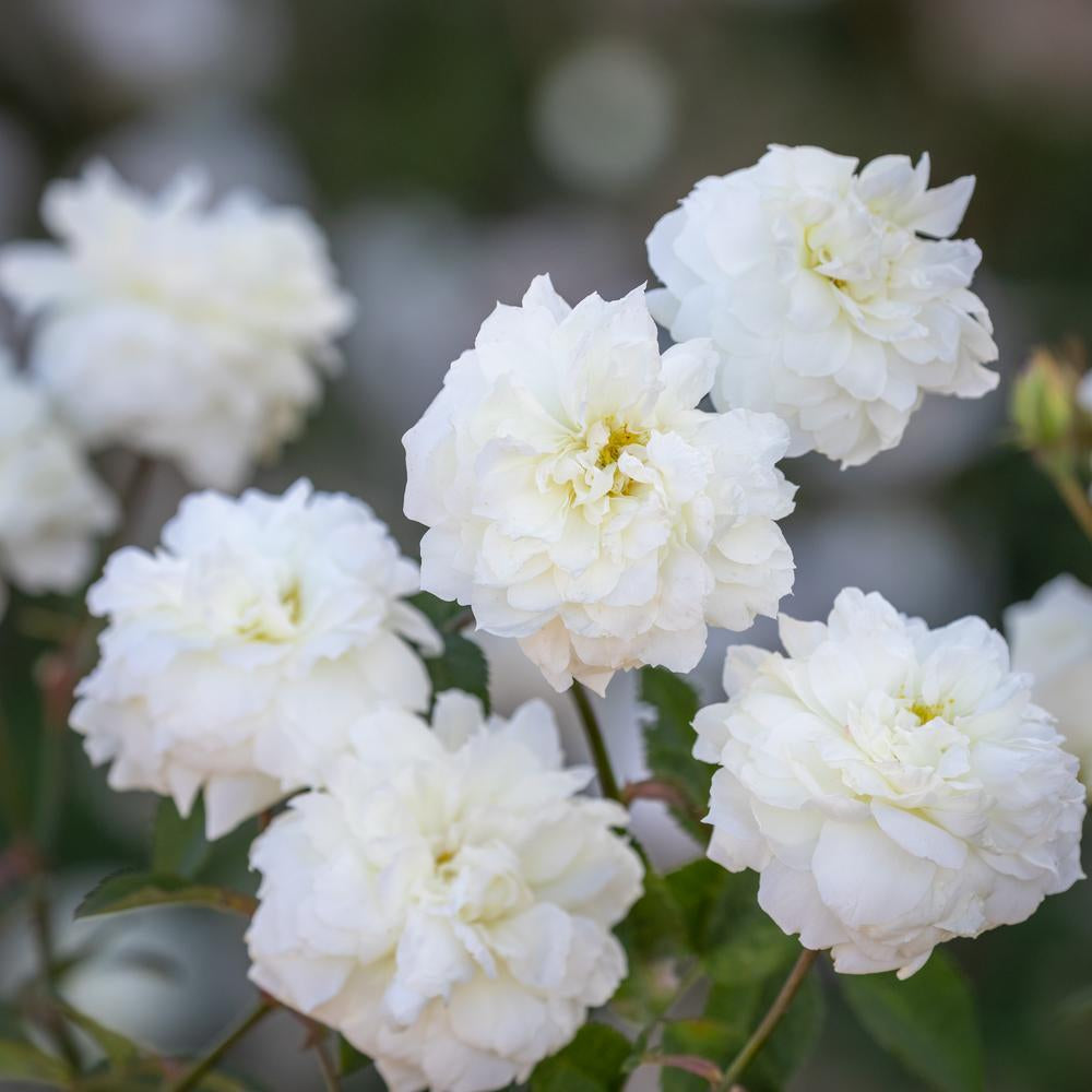 Susan Williams-Ellis rose bred by David Austin