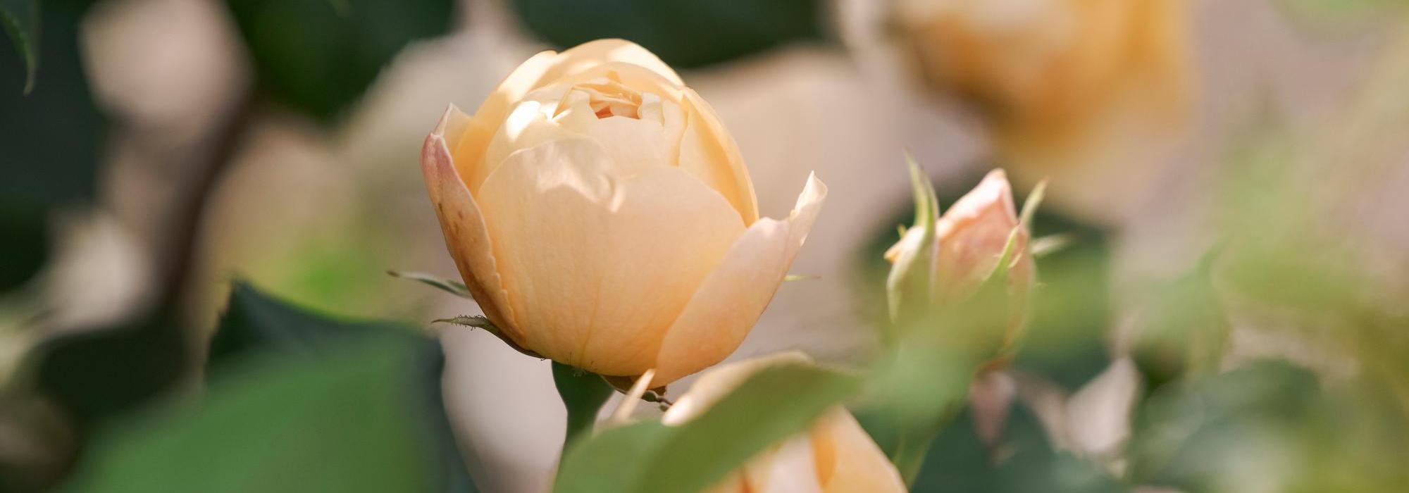 Close up bloom shot of an orange rose bred by David Austin