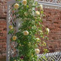 The_Pilgrim yellow climbing rose bred by David Austin growing up a arch