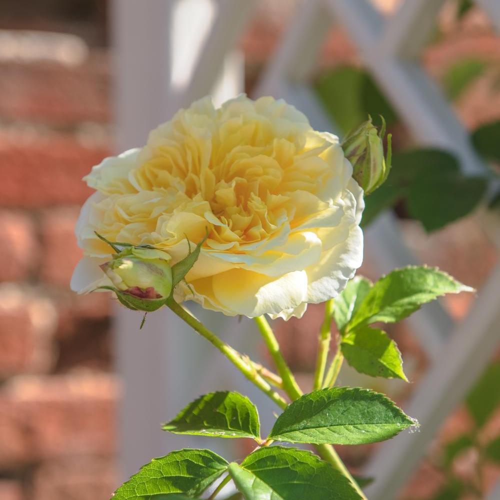 The_Pilgrim yellow climbing rose bred by David Austin