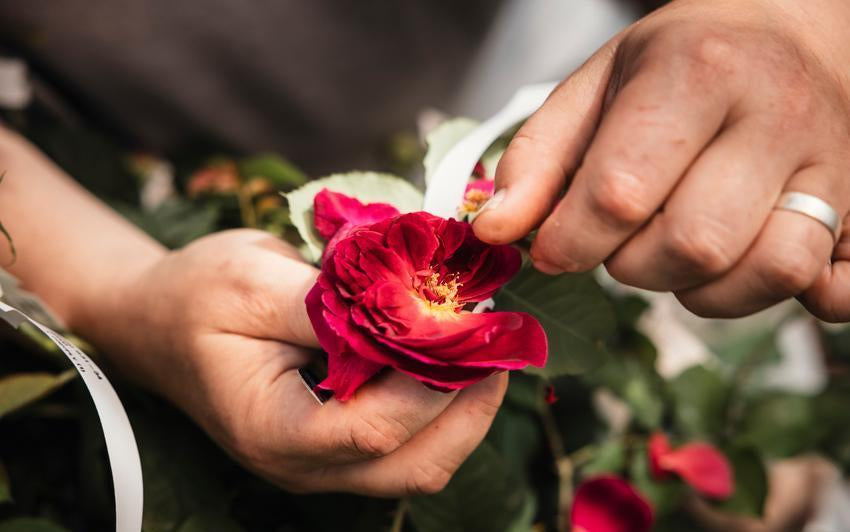 pollinating_greenhouse at David Austin