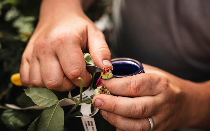 pollinating_greenhouse at David Austin