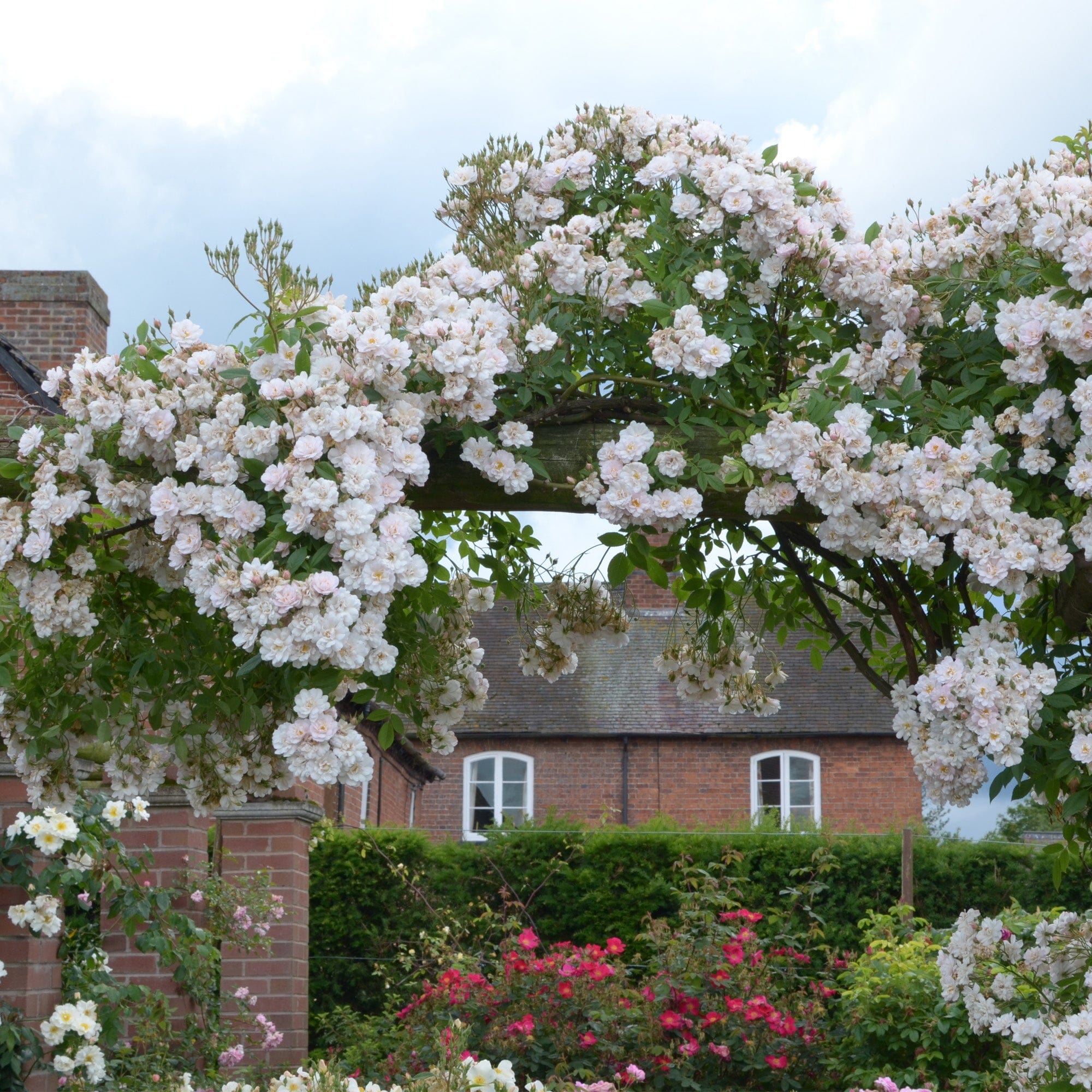 The Garland | Rambling Rose | David Austin Roses