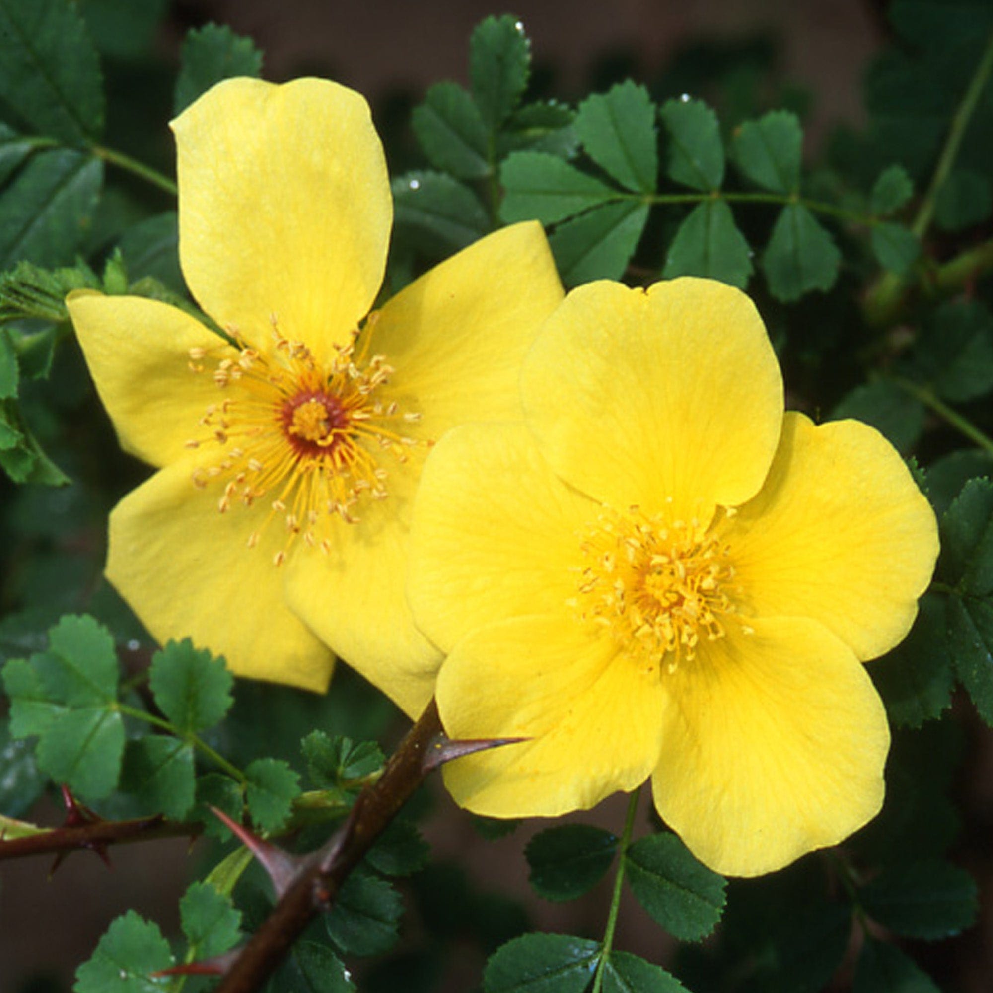 R. ‘Helen Knight’