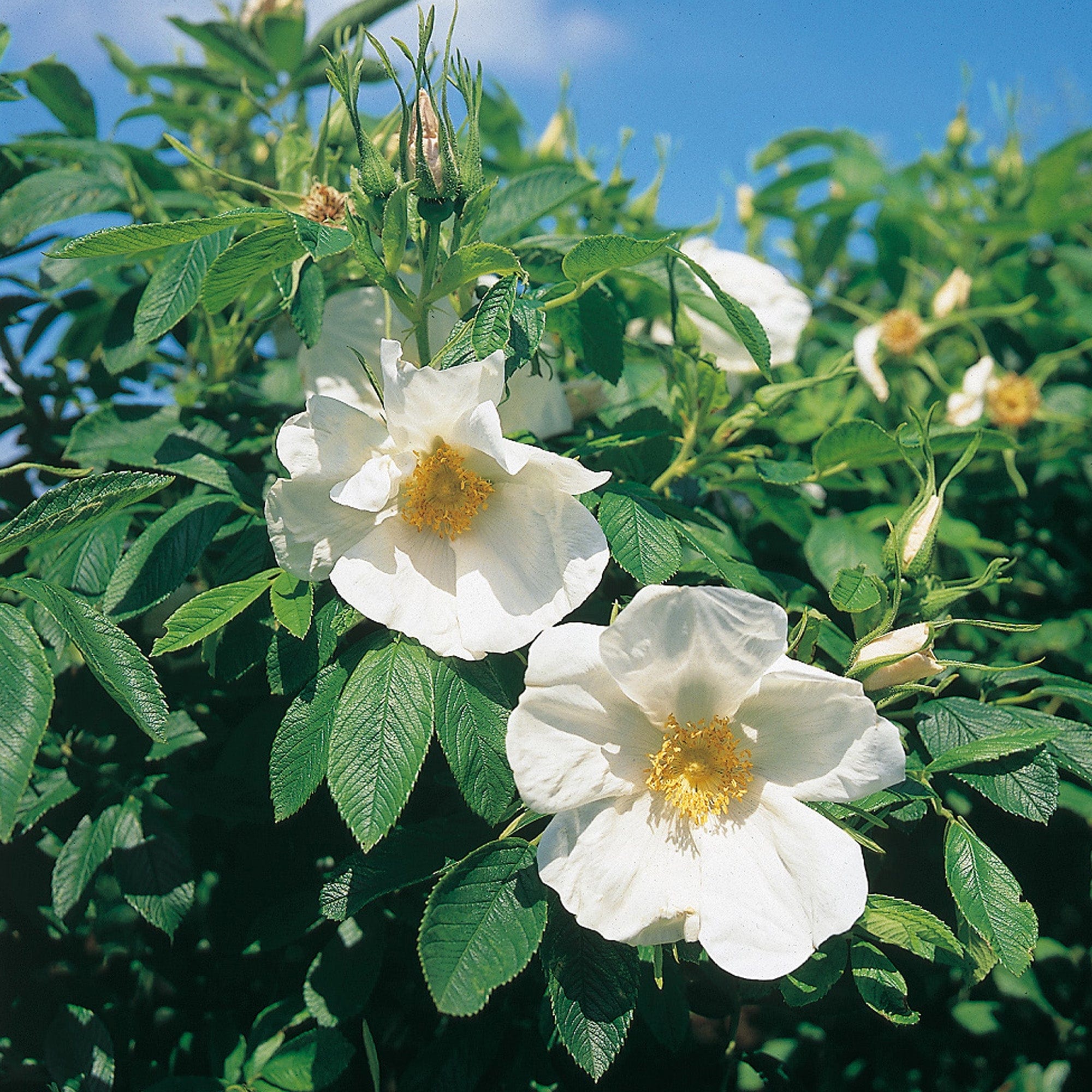 Nesatuwa White Flowers and Berries Mouse Pad with Wireless Charging 15W Fast Wireless Chargering Non-Slip Keyboard Pad 14 Light Modes Gaming Mouse Pad Nesatuwa Purple White Flower Mouse Pad with Wireless Charging 15W