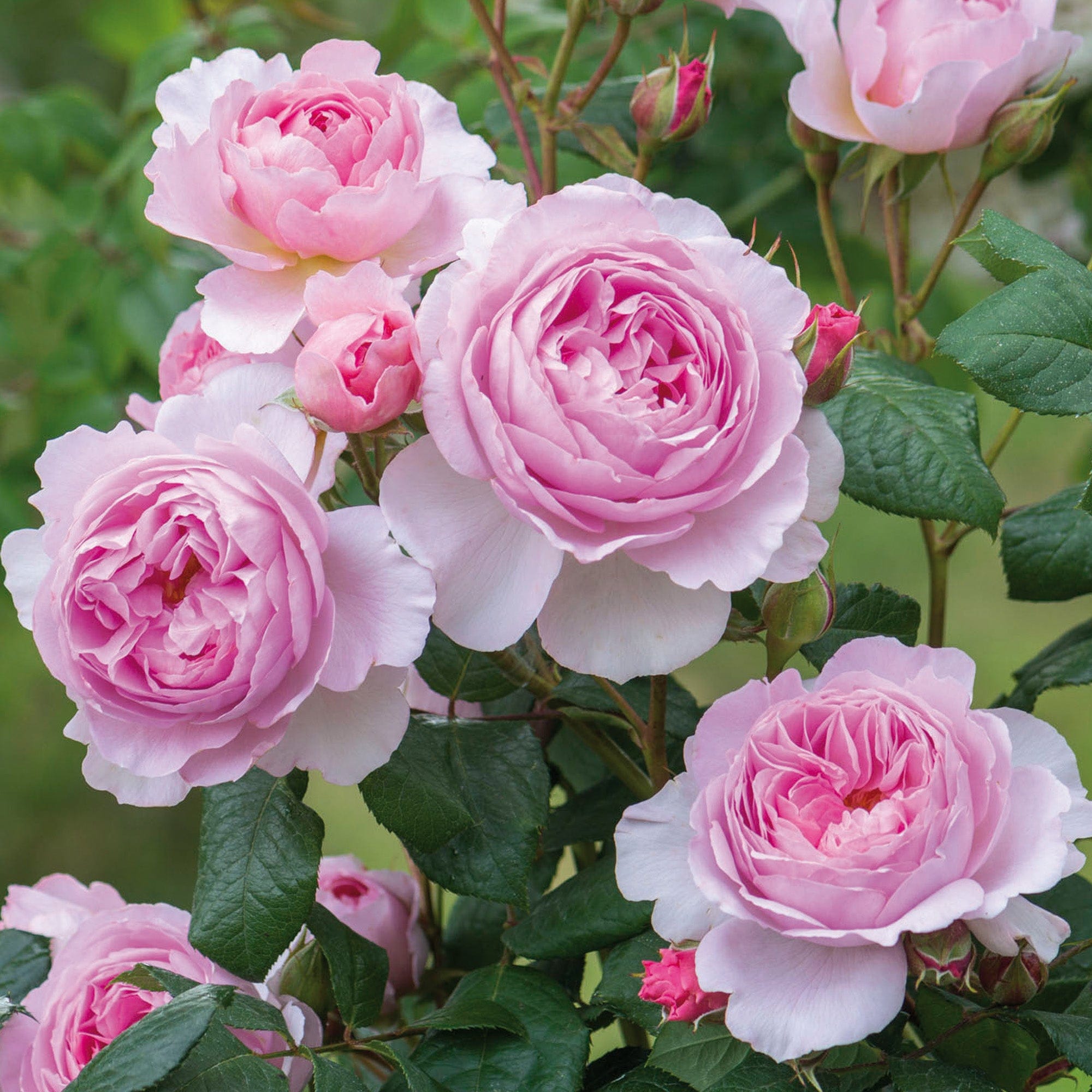 The Ancient Mariner (Ausoutcry) | English Shrub Rose | David