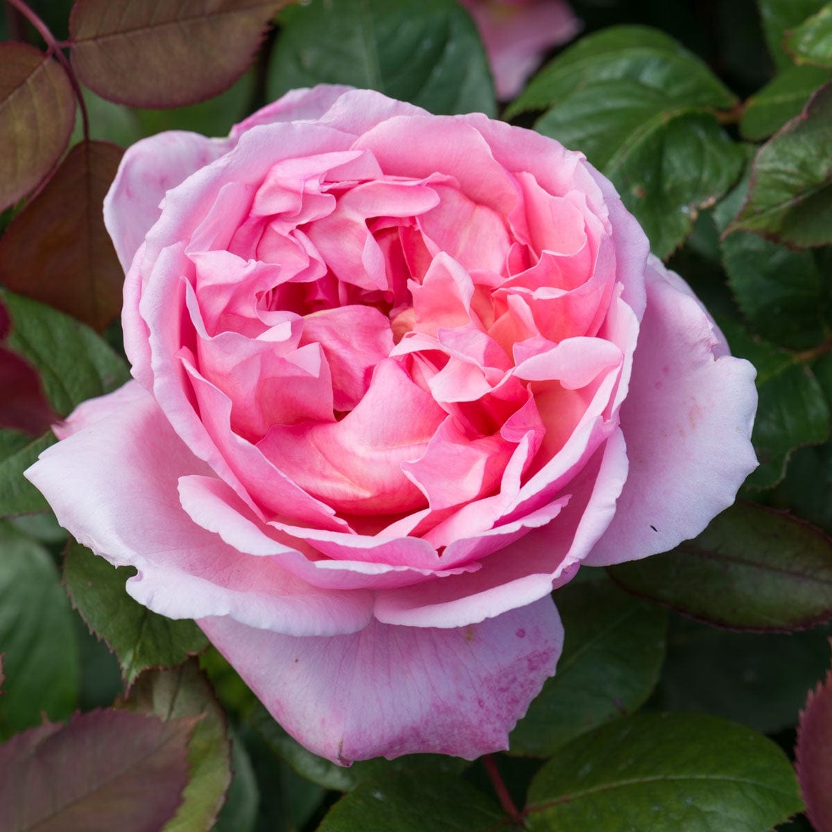 Brother Cadfael (Ausglobe) | English Shrub Rose | David Austin Roses