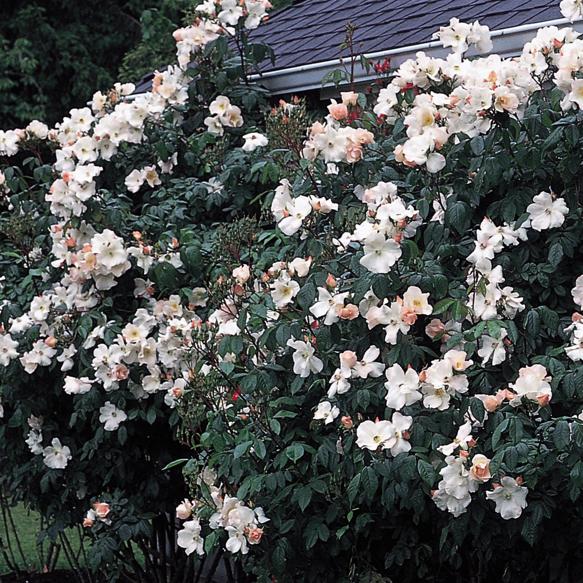 Sally Holmes | Shrub Rose | David Austin Roses