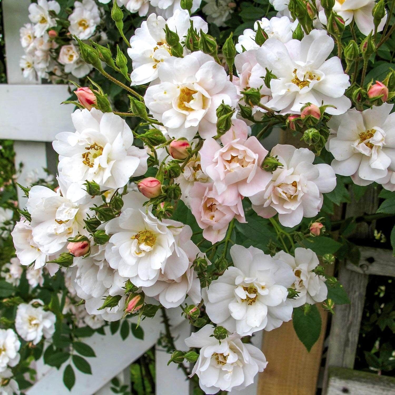 The Garland | Rambling Rose | David Austin Roses