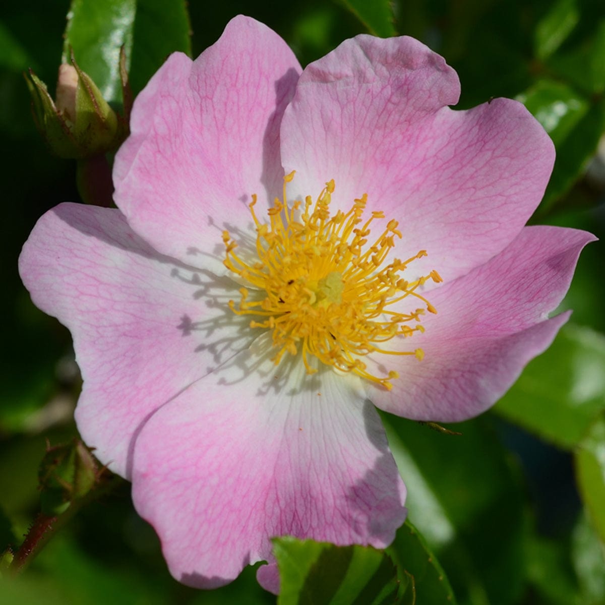 image.title Evangeline Flowers: A Bloom Above The Rest
