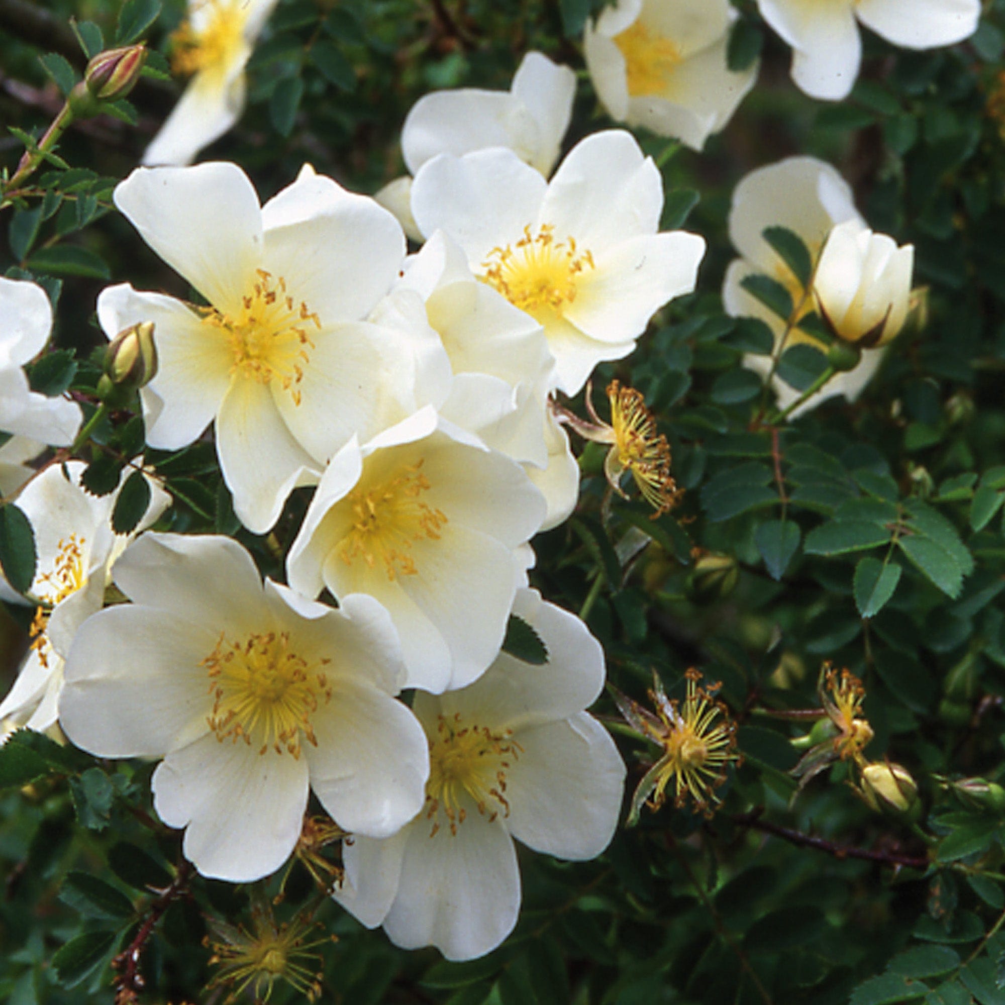 Wild Rose/Half Past Midnight bonus入りメロハー DOOR TO NATURE: The Amazing Variety of Rose Family Plants - Door