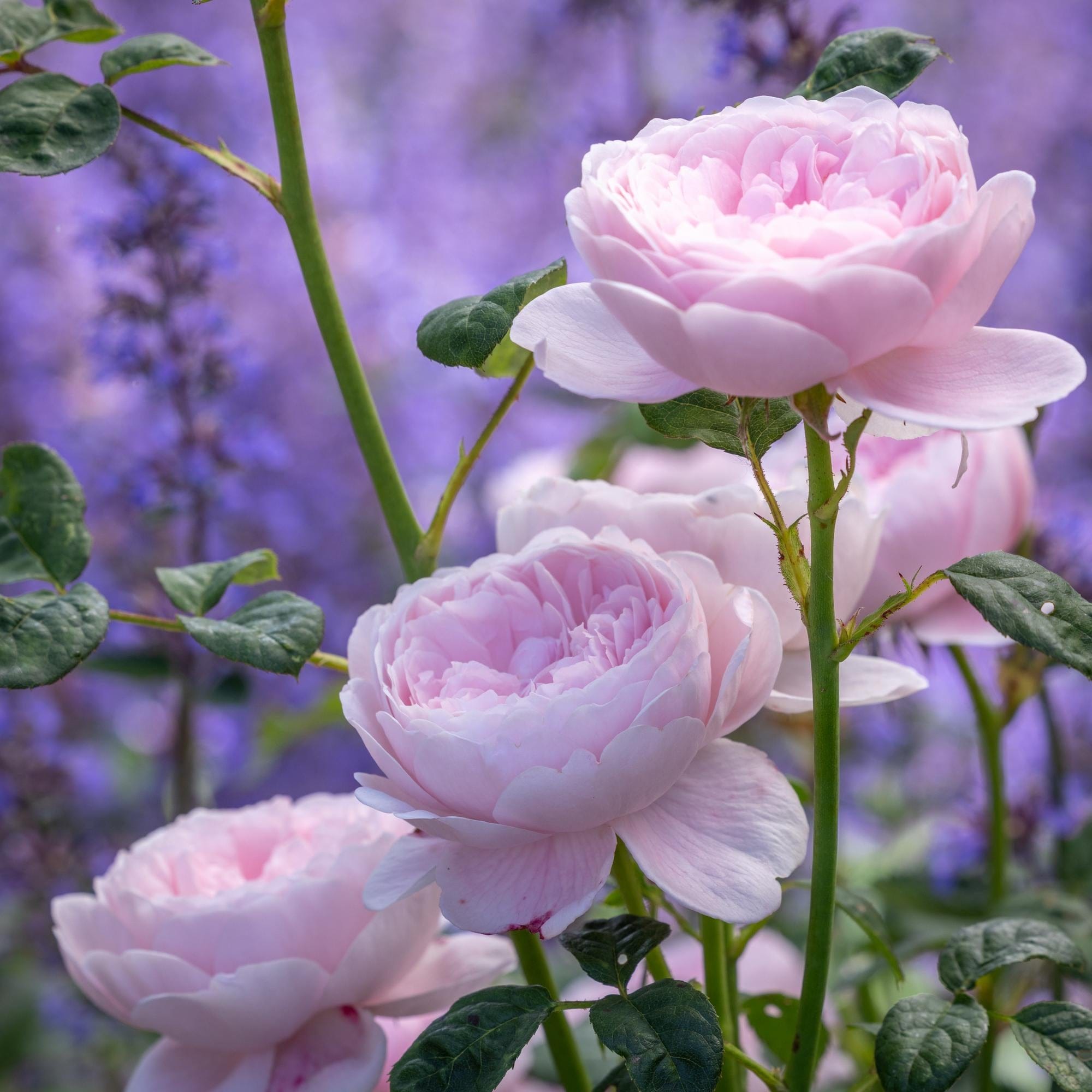 queen of sweden rose seeds Queen of Sweden™