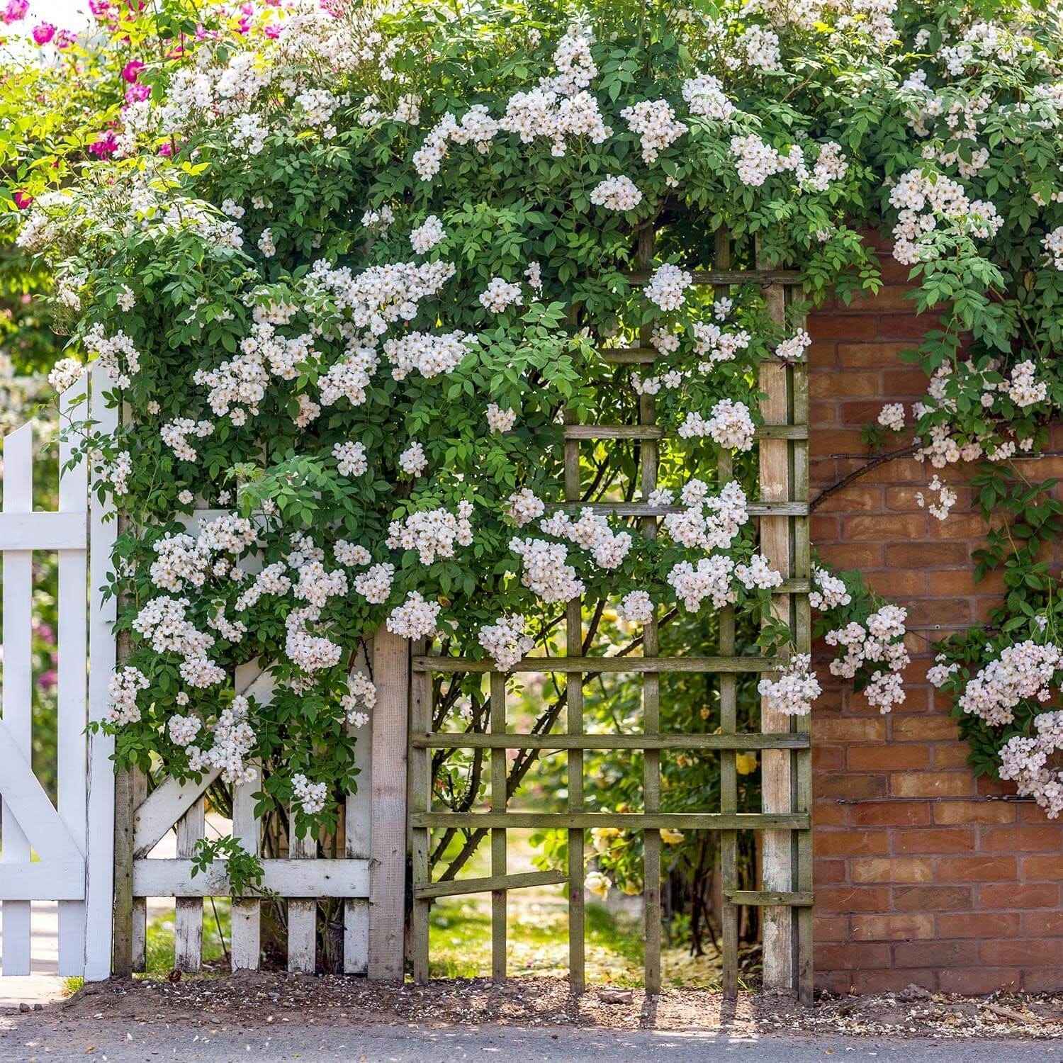 garland plant The Garland | Rambling Rose