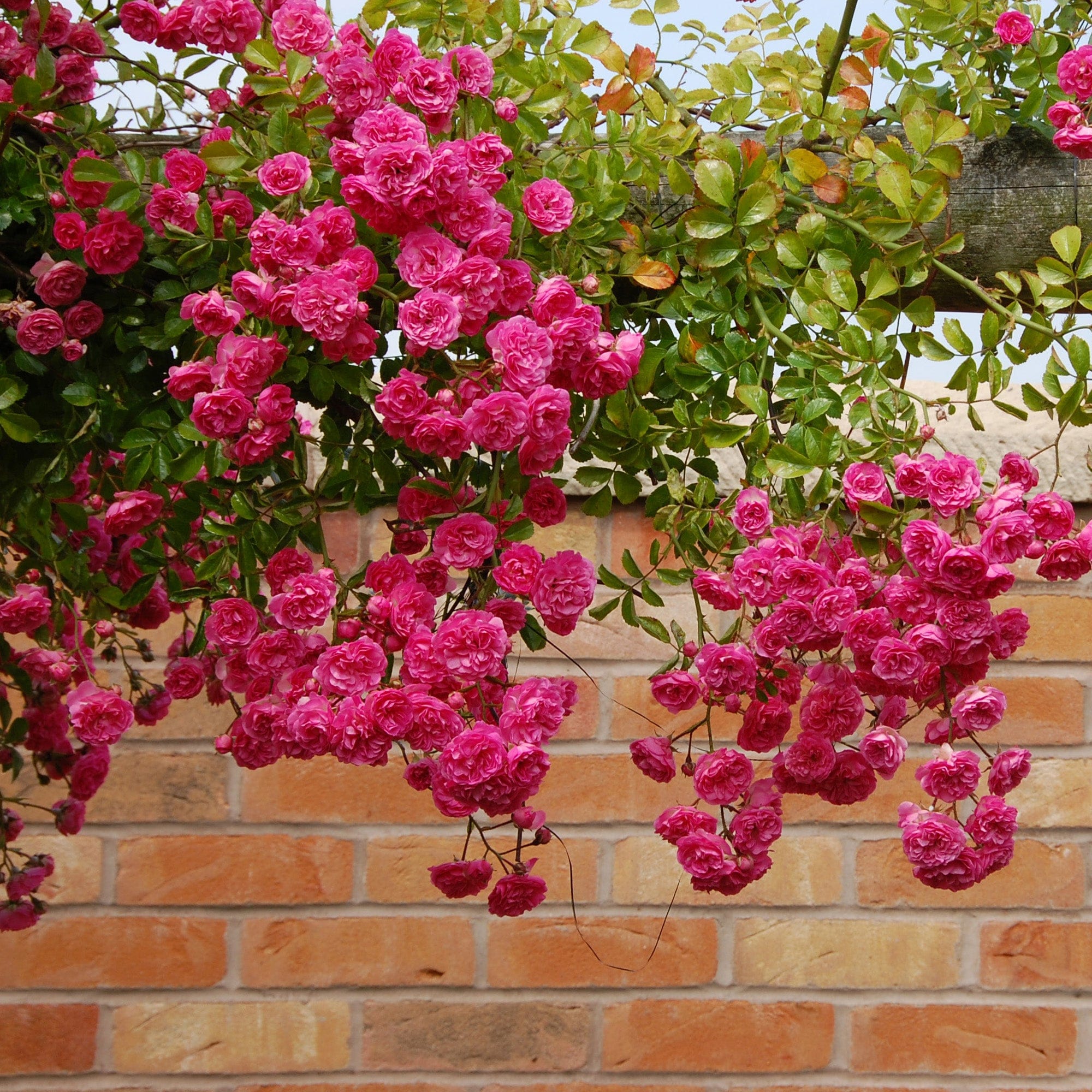Minnehaha | Rambling Rose | David Austin Roses