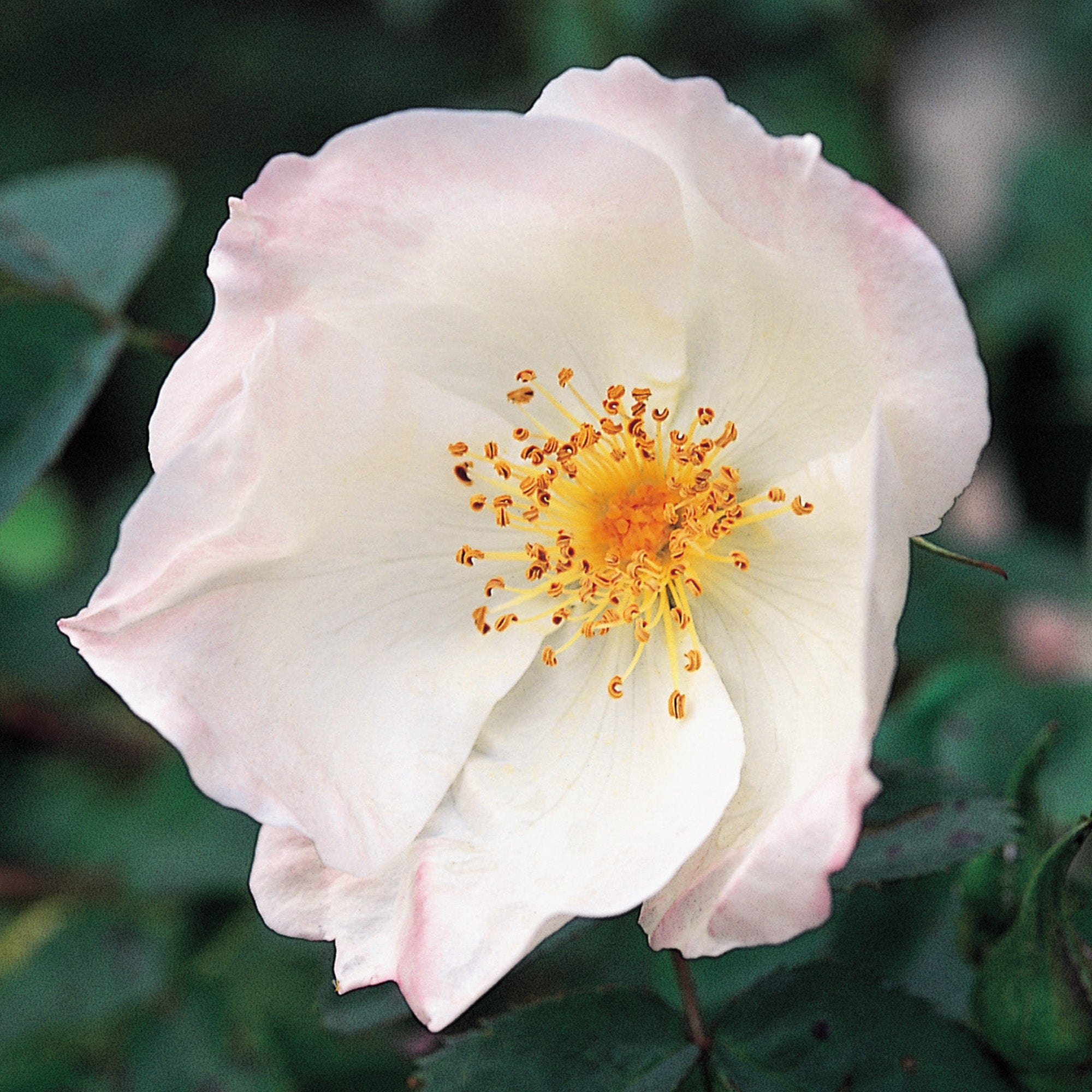 R. spin. 'Robbie Burns' | Wild Rose | David Austin Roses