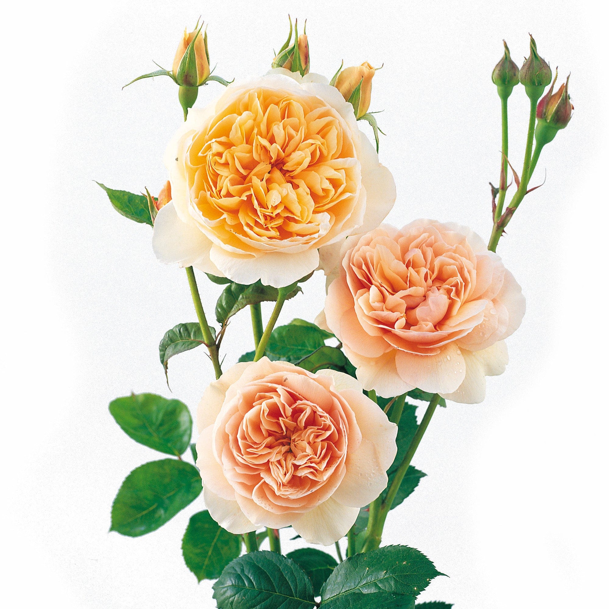 Juliet Rose, David Austin English Garden Rose Coffee Filter Crepe Paper,  Paper Flower, Wedding Bouquet, Home Decor, Anniversary, Cake Topper