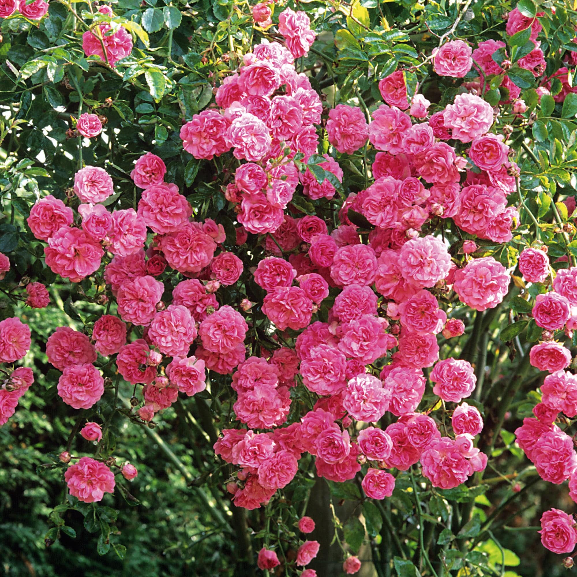Minnehaha | Rambling Rose | David Austin Roses